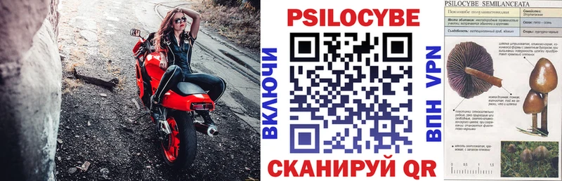 как найти наркотики Зея Галлюциногенные грибы Psilocybine cubensis